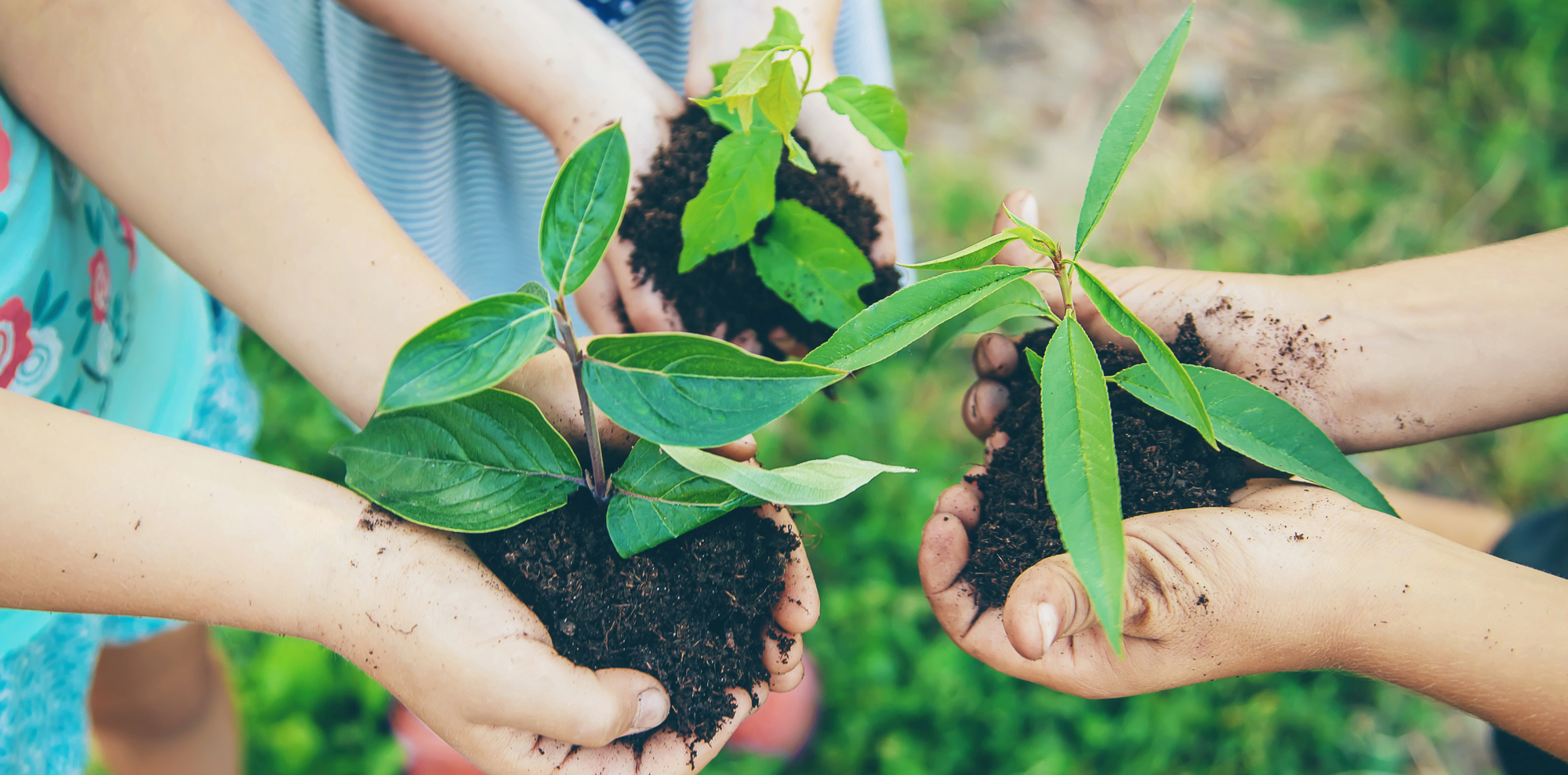 personas sosteniendo plantas